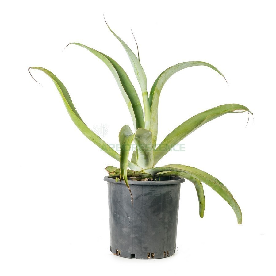 AGAVE VILMORINIANA