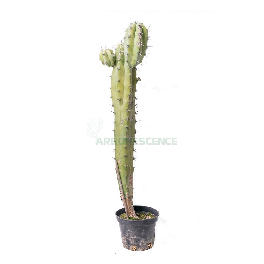 MYRTILLOCACTUS GEOMETRIZANS