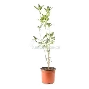 PITTOSPORUM TOBIRA
