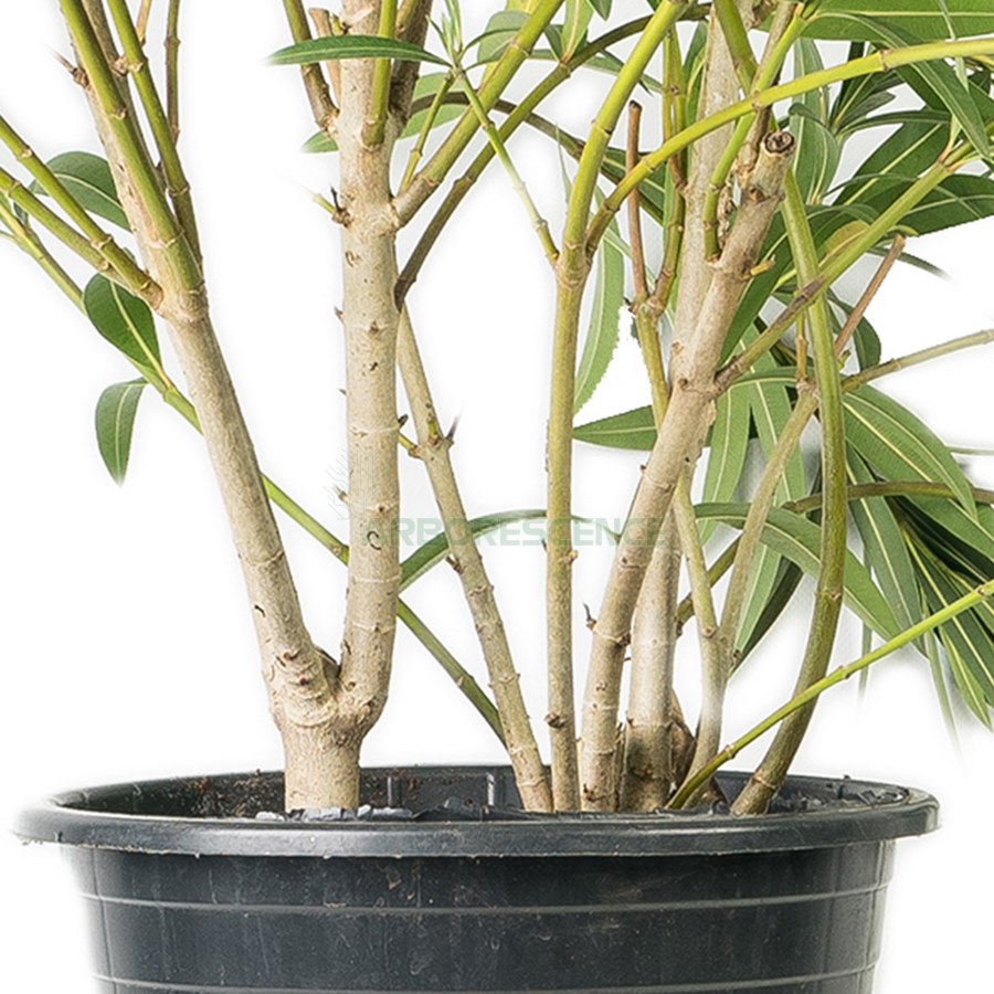 NERIUM OLEANDER