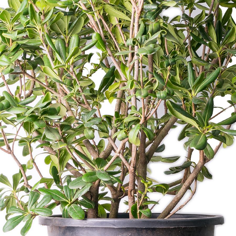 PITTOSPORUM TOBIRA