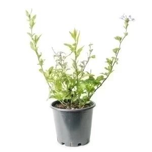 PLUMBAGO CAPENSIS