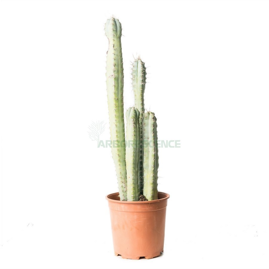 PACHYCEREUS WEBERII