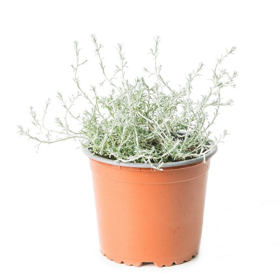 CALOCEPHALUS BROWNII