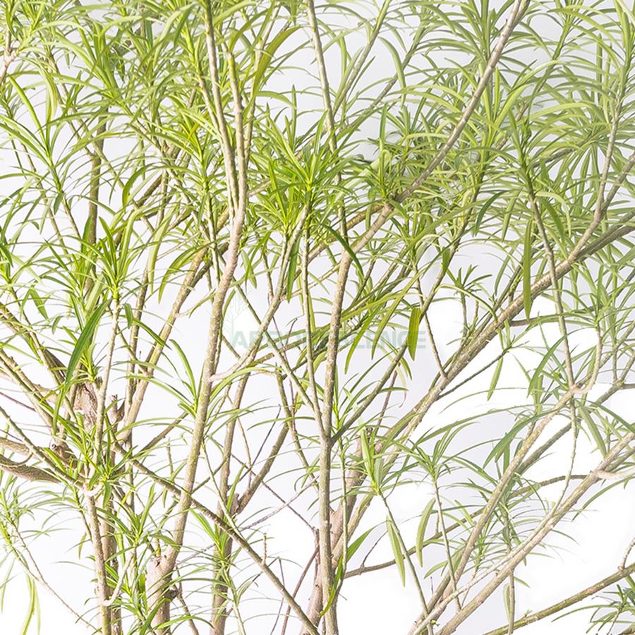 THEVETIA PERUVIANA
