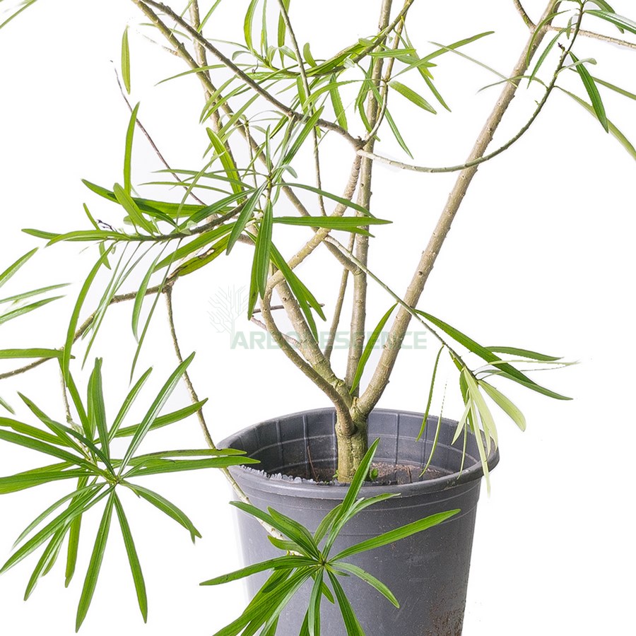 THEVETIA PERUVIANA