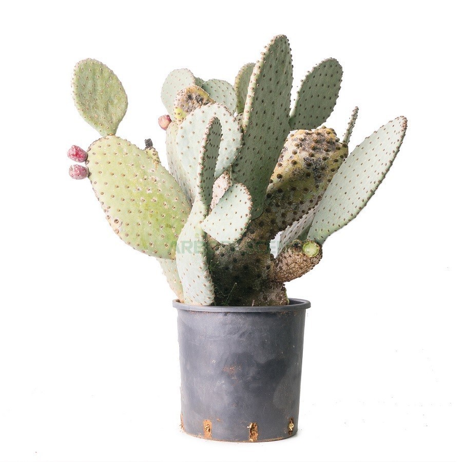OPUNTIA LEUCOTRICHIA
