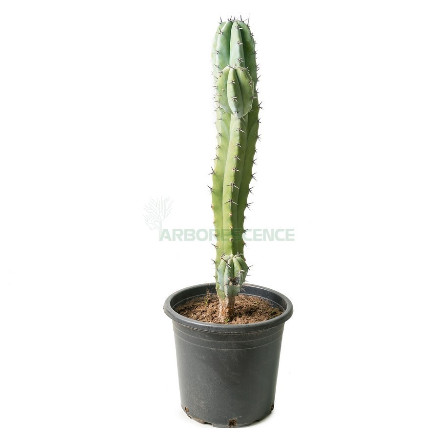 MYRTILLOCACTUS GEOMETRIZANS
