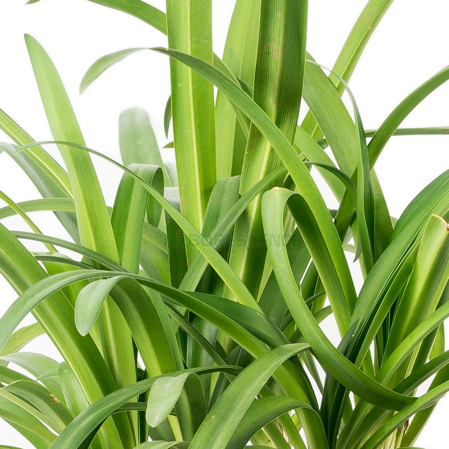 AGAPANTHUS UMBELLATUS