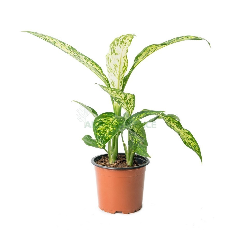 DIEFFENBACHIA GREEN MAGIC
