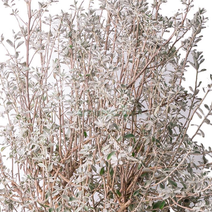 LEUCOPHYLLUM FRUTESCENS (SAUGE DU DESERT)