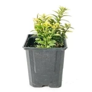 EUONYMUS JAPONICUS