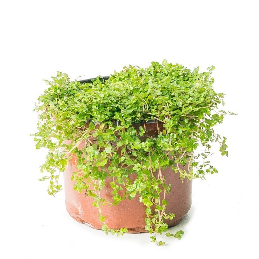 MOUSSE