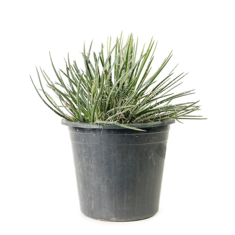 AGAVE GEMINIFLORA