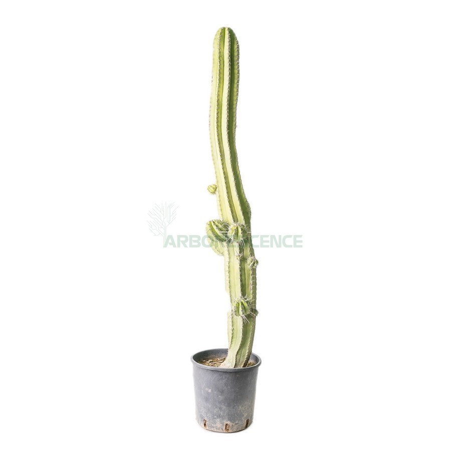 POLASKIA CHICHIPE