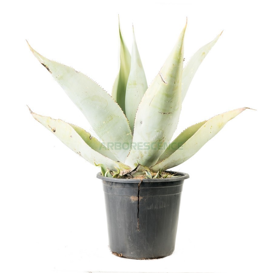 AGAVE GUINGOLA