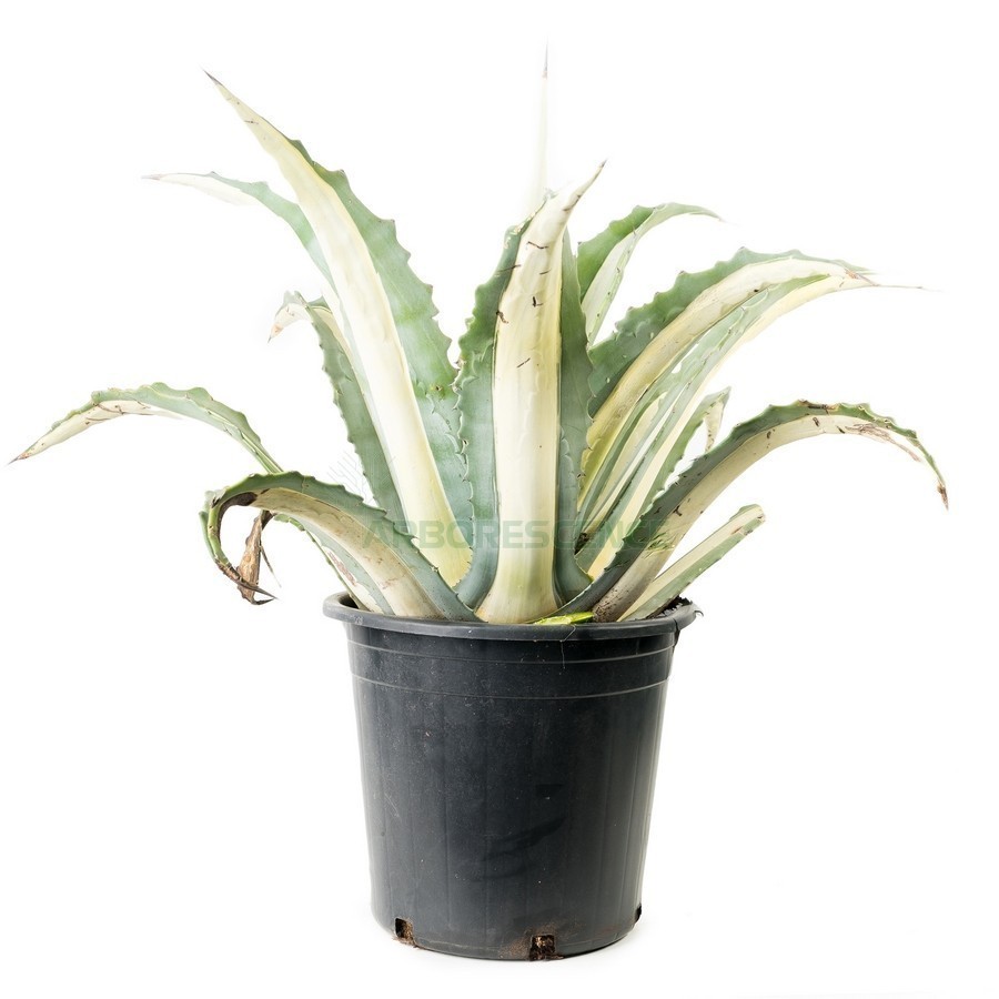 AGAVE AMERICANA MEDIOPICTA