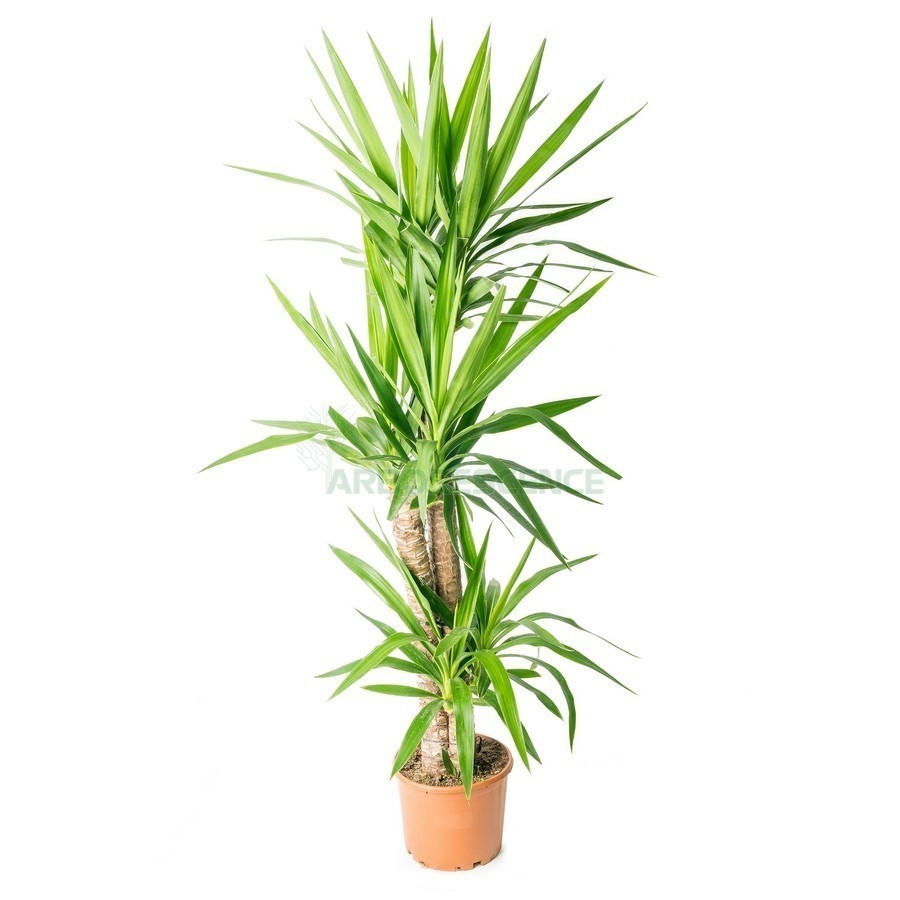 YUCCA ELEPHANTIPES