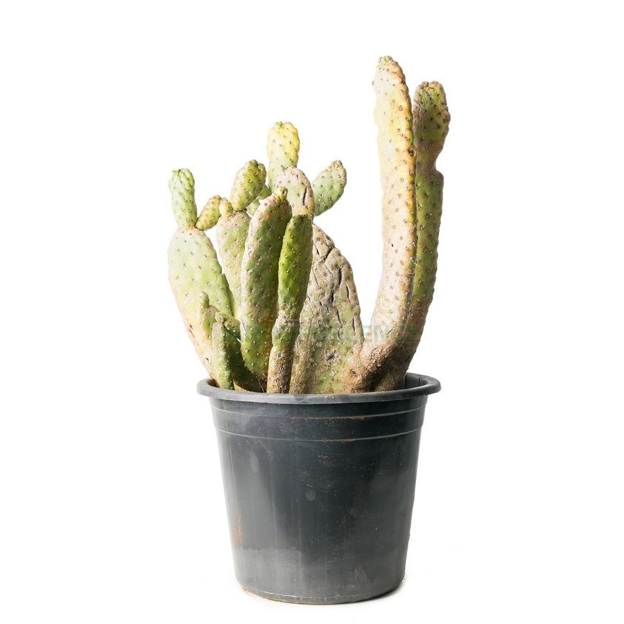 OPUNTIA CONSOLEA