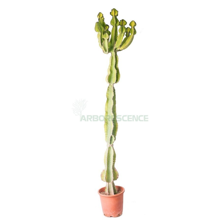 EUPHORBIA AVASMONTANA