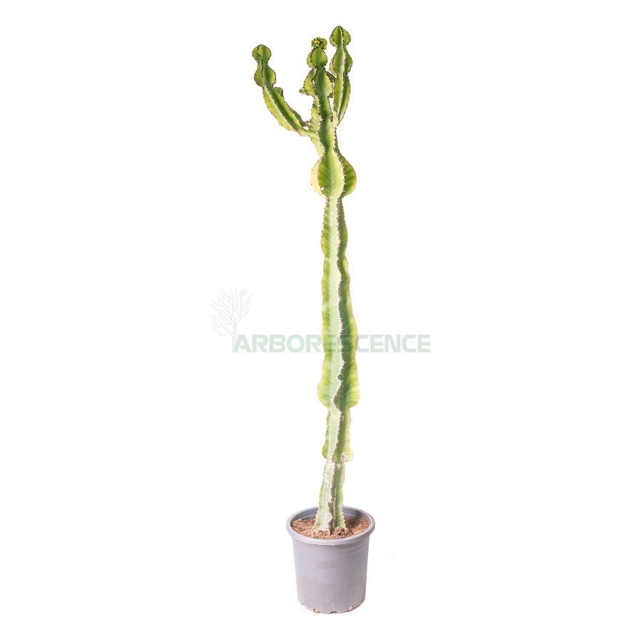 EUPHORBIA AVASMONTANA