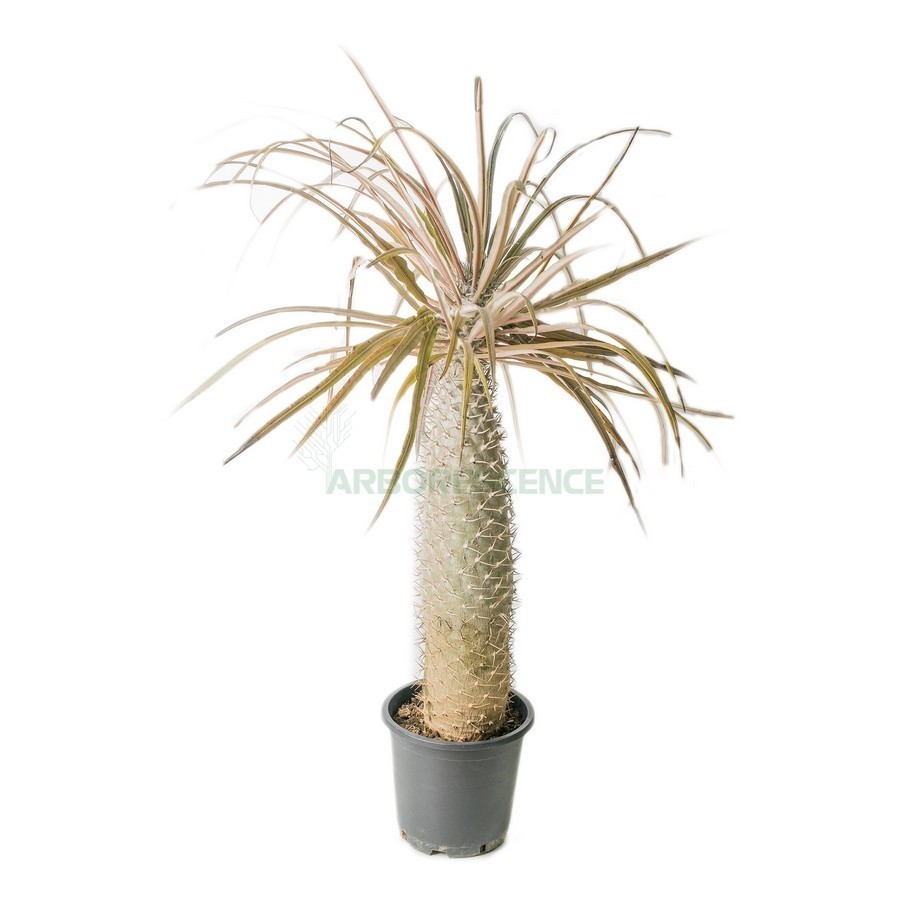 PACHYPODIUM GEAYI