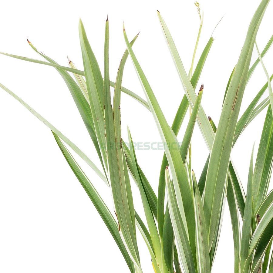 DIANELLA TASMANICA