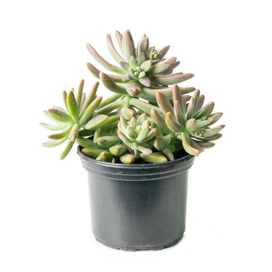 SEDUM HISPANICUM