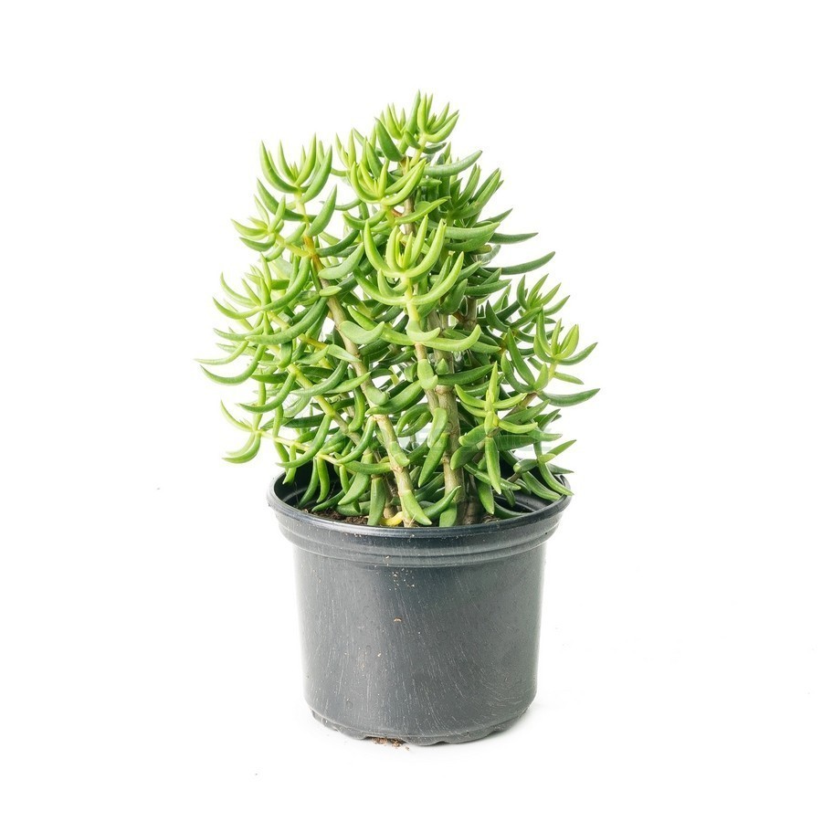 CRASSULA TETRAGONA