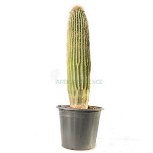 NEOBUXBAUMIA