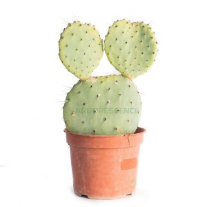 OPUNTIA ROBUSTA