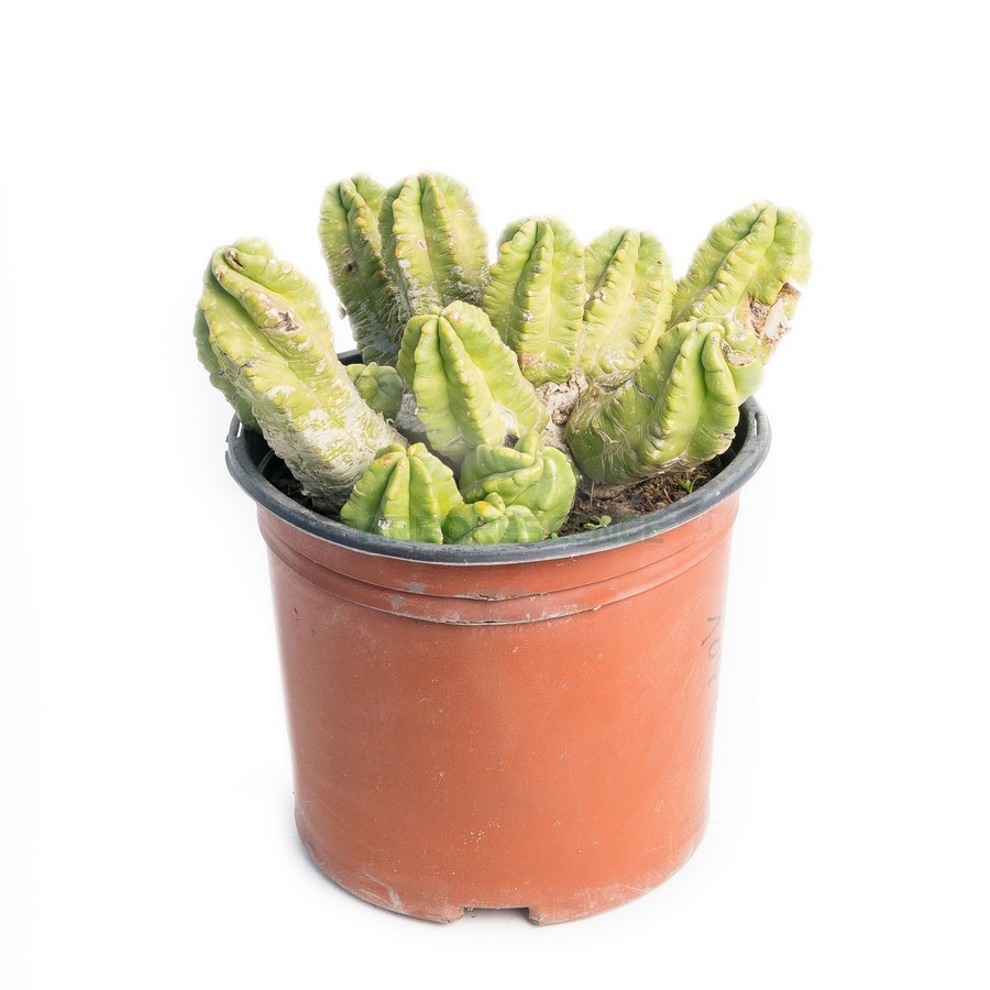ECHINOCACTUS VIERECKII MORRICALII