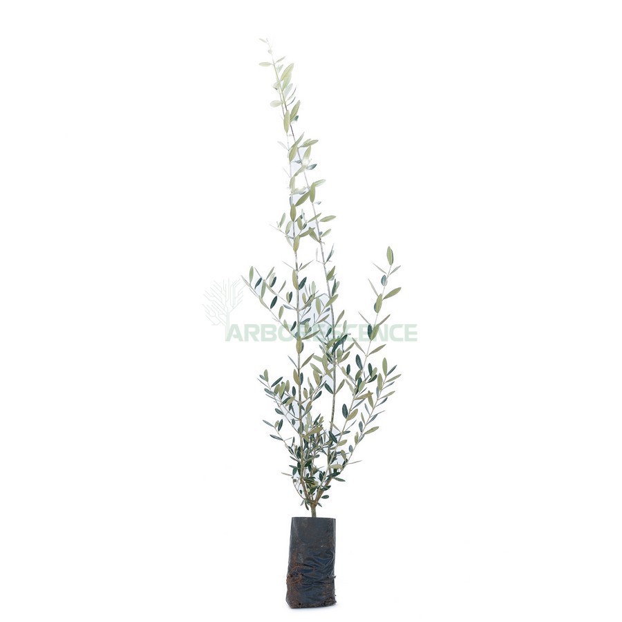 OLEA EUROPAEA