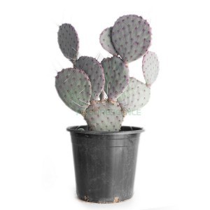 OPUNTIA VIOLACEA SANTA RITA