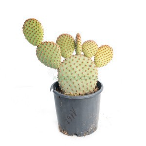 OPUNTIA MICRODASYS PALLIDA
