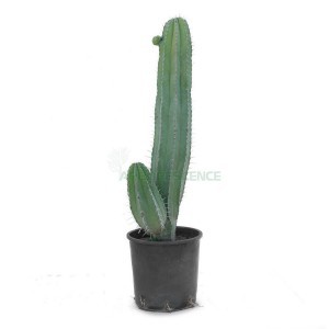 POLASKIA CHICHIPE RAMIFICE