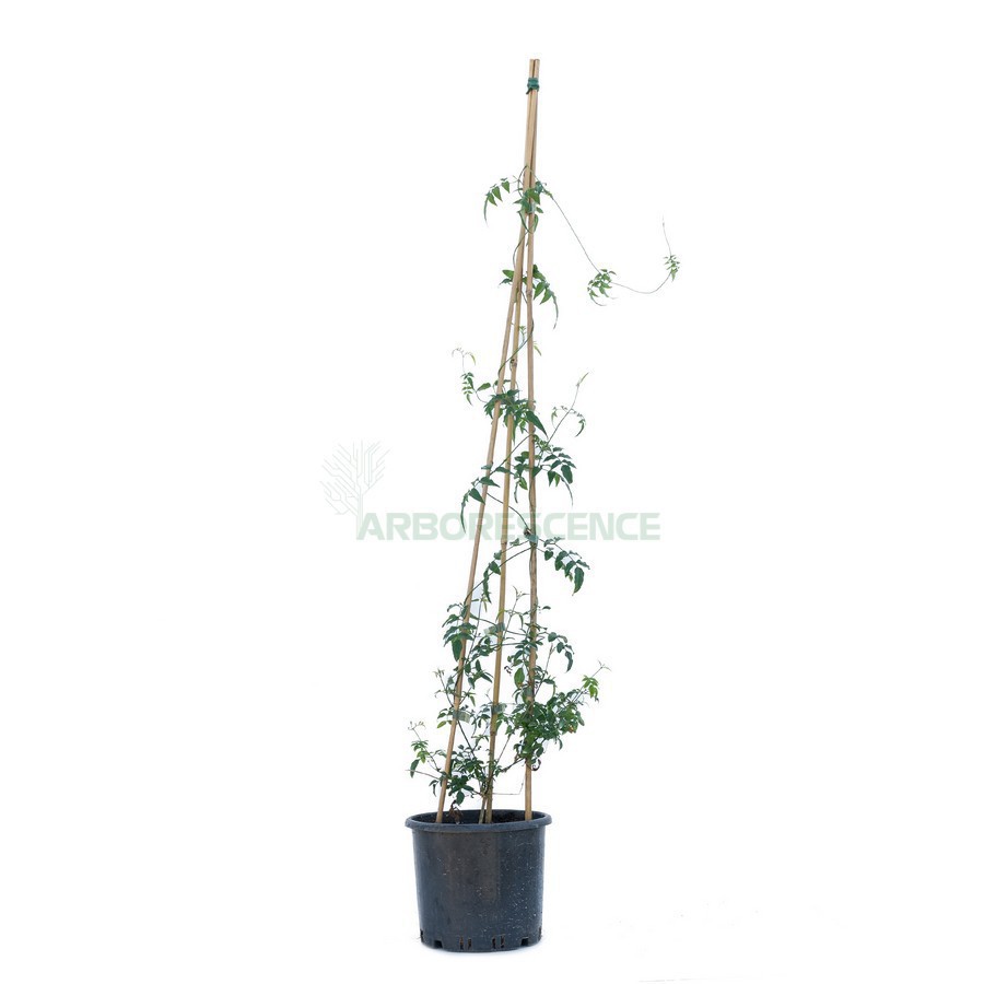 JASMINUM OFFICINALE / POLYANTHUM