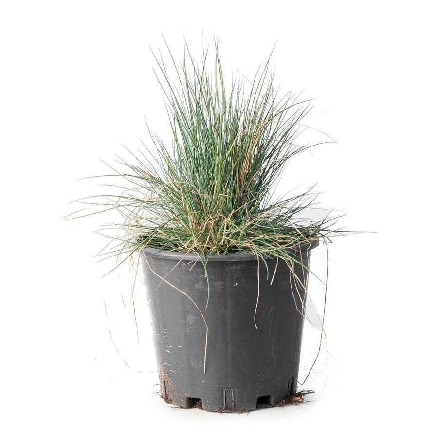 FESTUCA GLAUCA (FETUQUE BLEUE)