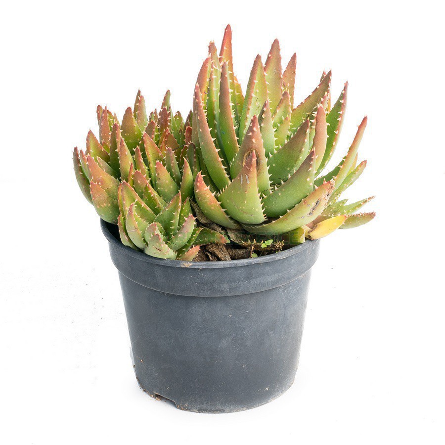 ALOE MITRIFORMIS