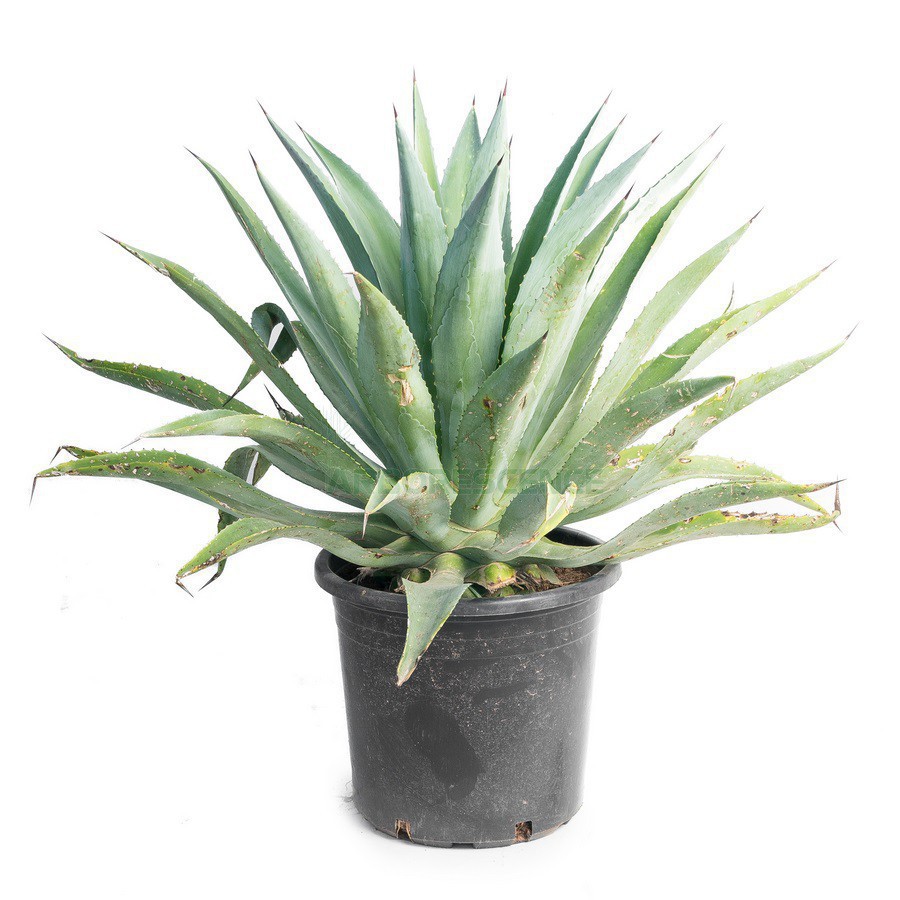 AGAVE DESMETTIANA