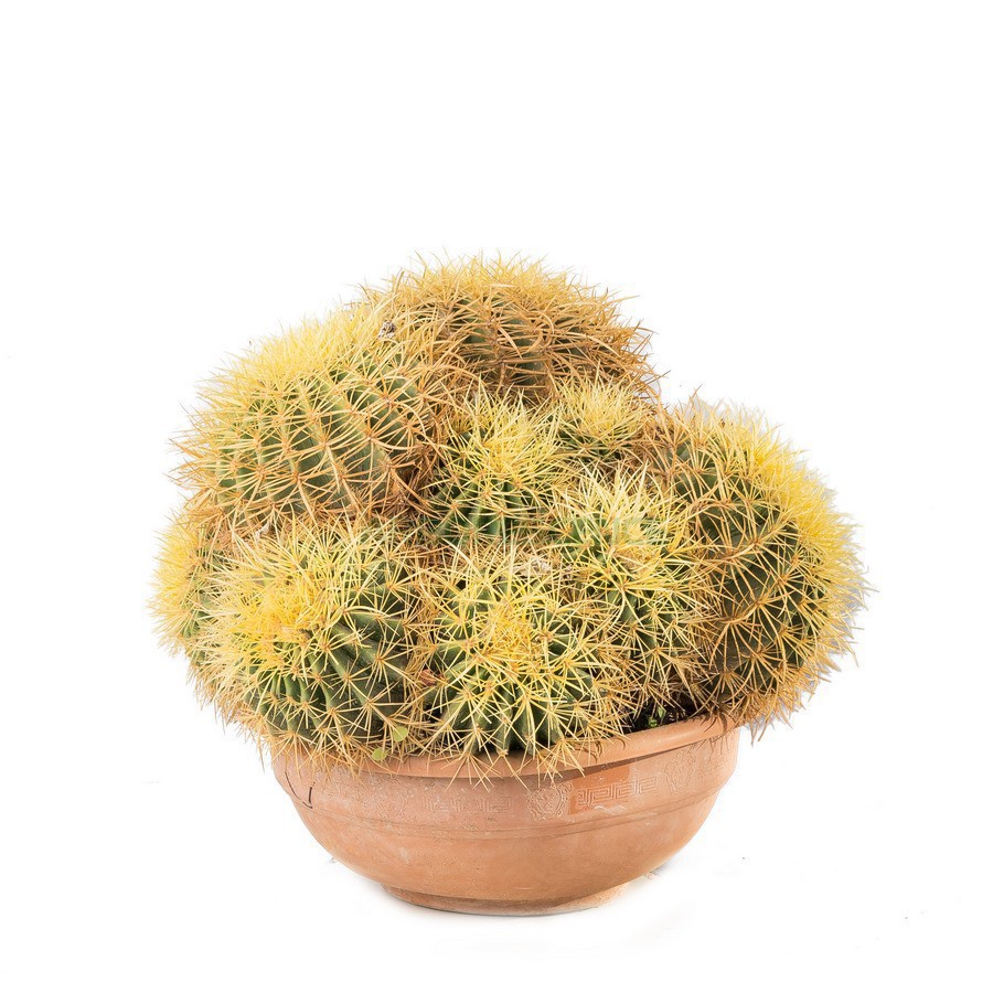 ECHINOCACTUS GRUSONII (TOUFFE)