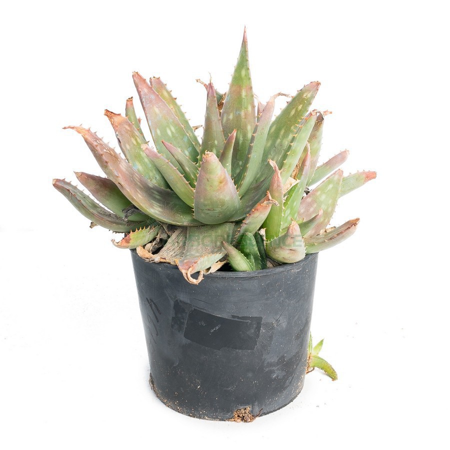 ALOE SAPONARIA
