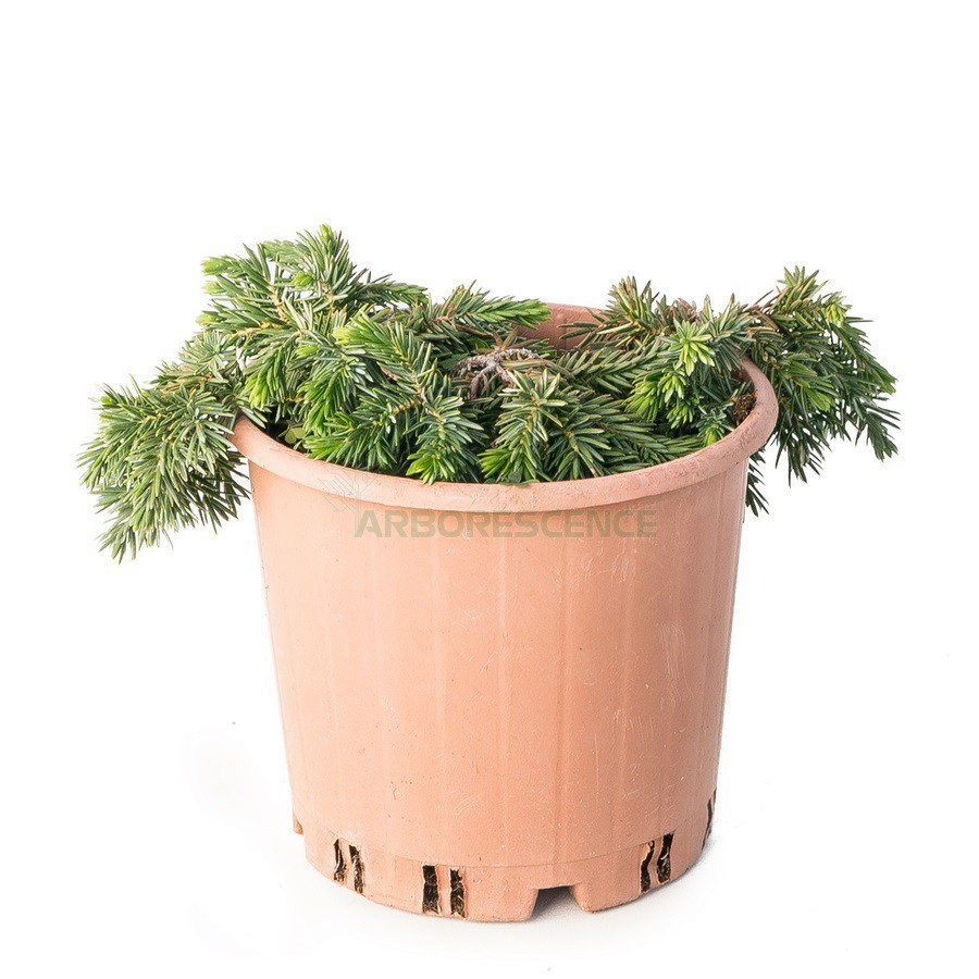 JUNIPERUS (GENEVRIER)