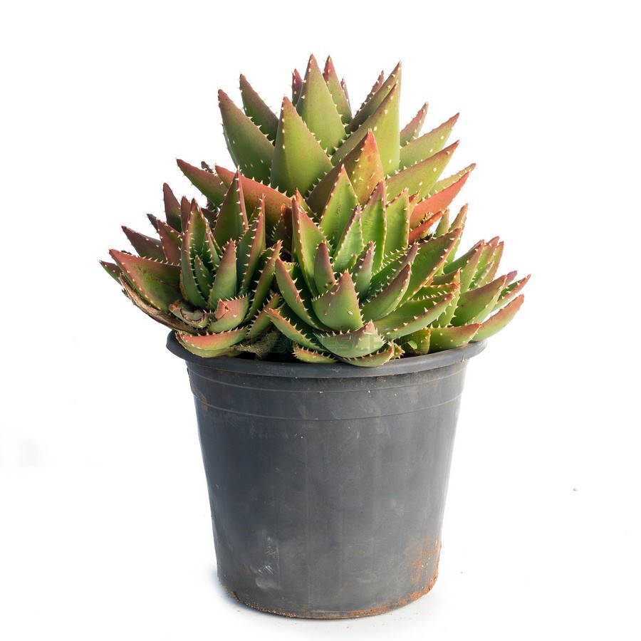 ALOE MITRIFORMIS