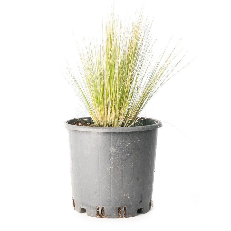 STIPA TENUIFOLIA (CHEVEUX D ANGE)