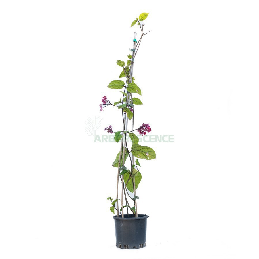 CLERODENDRUM THOMSONIAE