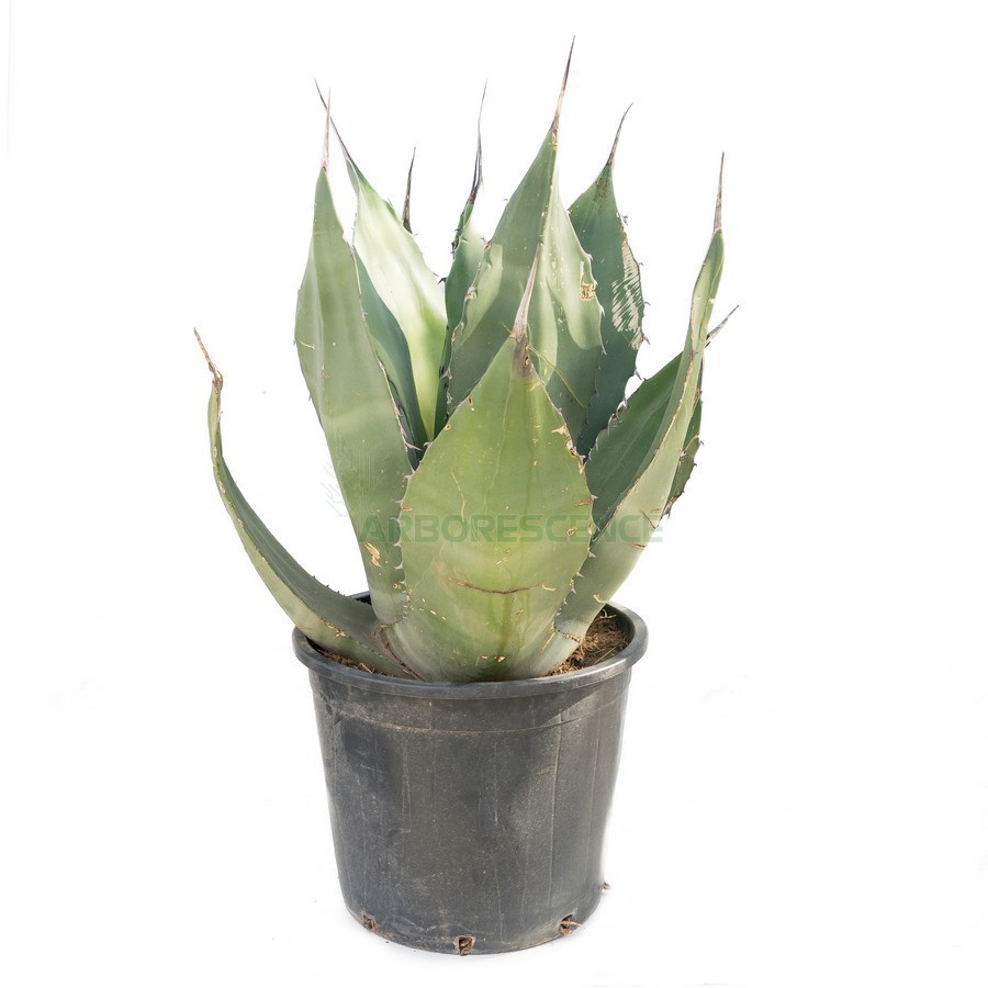 AGAVE SALMIANA FEROX