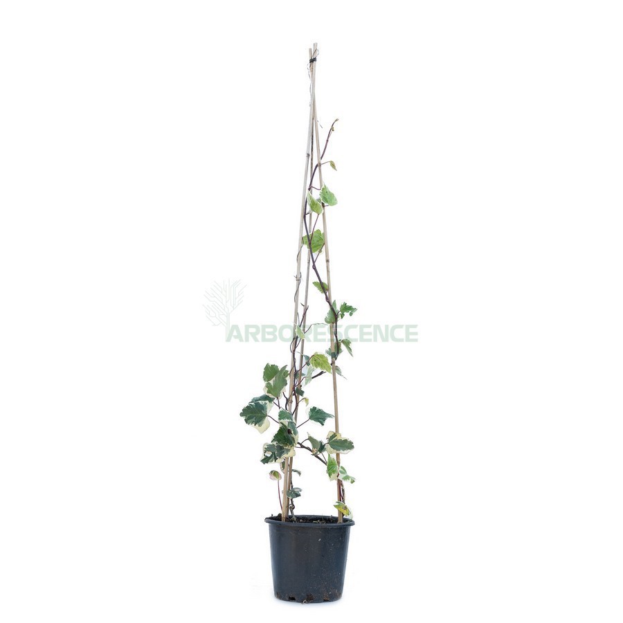 HEDERA HELIX VARIEGATA (LIERRE)