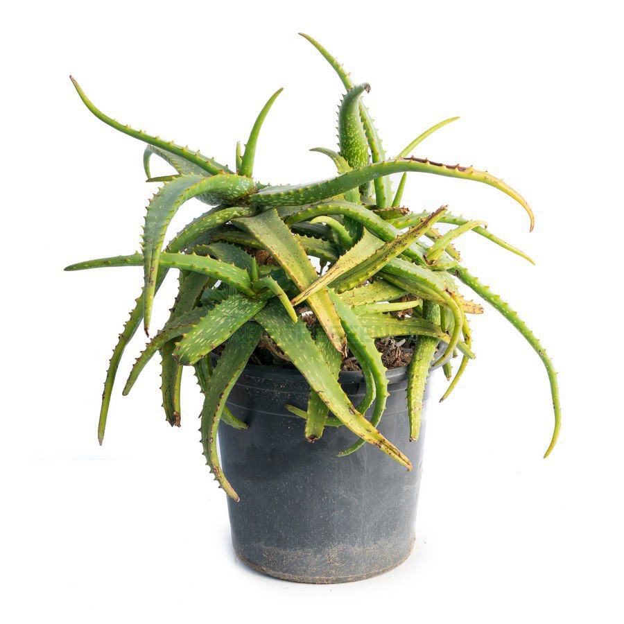 ALOE MACULATA