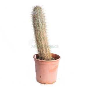 OREOCEREUS CELSIANUS